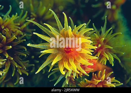 Le corail à tube orange ou le corail à coupe (Tubastrea coccinea), se trouvent dans des colonies qui partagent une base et un tissu squelettiques communs, Indonésie, Asie Banque D'Images