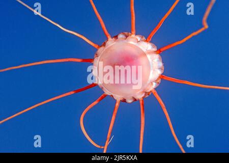 Gelée de casque (Periphylla periphylla), méduse d'eau profonde, gelée de Helmet (Periphylla periphylla), méduse d'eau profonde, Hordaland, OC de l'Atlantique Nord Banque D'Images