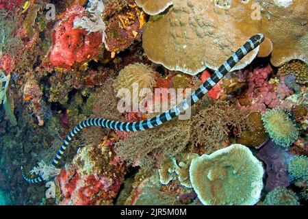 Bark Sea Krait, or, Yellow-lipped Sea Krait (Laticauda colubrina), un type de serpent de mer venoumous, îles Nicobar, îles Andaman, Inde, Asie Banque D'Images