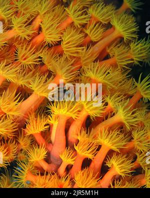 Le corail à tube orange ou le corail à coupe (Tubastrea coccinea), se trouvent dans des colonies qui partagent une base et un tissu squelettiques communs, Indonésie, Asie Banque D'Images