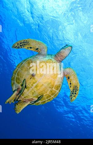 Tortue verte ou tortue de mer verte (Chelonia mydas) avec deux Remoras rayés (Echeneis naucrates), Sipadan, Sabah, Bornéo, Malaisie Banque D'Images