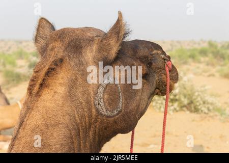 La marque sur le chef de Camel pour l'identité des propriétaires, Jsalmer, Rajasthan Inde. Banque D'Images