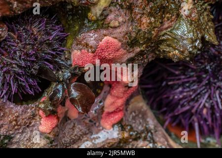 Hydrocorail encroisant le rose, Stylantheca papillosa, avec oursins pourpre à Tongue point, dans l'aire de loisirs de Salt Creek, le long du détroit de Juan de F Banque D'Images