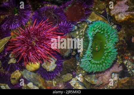 Anemone vert géant avec oursin de la mer Rouge à Tongue point dans la zone récréative de Salt Creek le long du détroit de Juan de Fuca, péninsule olympique, Washington Banque D'Images
