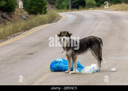 Chien recherchant et mangeant de la nourriture d'un sac de déchets. Banque D'Images