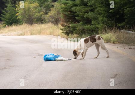 Chien mangeant de la nourriture à partir des ordures dans les rues. Banque D'Images