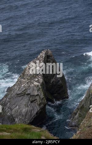 Colonie de Guillemot sur une petite cheminée, réserve RSPB de Sumburgh Head, Shetland Banque D'Images