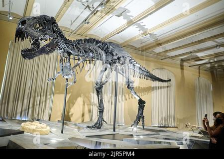 Berlin, Allemagne. 22nd août 2022. Le squelette du Tyrannosaurus rex Tristan Otto est de retour au Musée d'Histoire naturelle. De 23 août, le squelette de douze mètres de long et de quatre mètres de haut sera exposé dans l'exposition 'Dinosaurs! Age des lézards géants au Musée d'Histoire naturelle. Credit: Annette Riedl/dpa/Alay Live News Banque D'Images