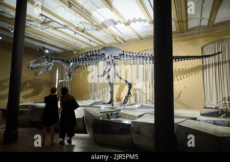 Berlin, Allemagne. 22nd août 2022. Le squelette du Tyrannosaurus rex Tristan Otto est de retour au Musée d'Histoire naturelle. De 23 août, le squelette de douze mètres de long et de quatre mètres de haut sera exposé dans l'exposition 'Dinosaurs! Age des lézards géants au Musée d'Histoire naturelle. Credit: Annette Riedl/dpa/Alay Live News Banque D'Images