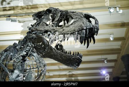 Berlin, Allemagne. 22nd août 2022. Le squelette du Tyrannosaurus rex Tristan Otto est de retour au Musée d'Histoire naturelle. De 23 août, le squelette de douze mètres de long et de quatre mètres de haut sera exposé dans l'exposition 'Dinosaurs! Age des lézards géants au Musée d'Histoire naturelle. Credit: Annette Riedl/dpa/Alay Live News Banque D'Images