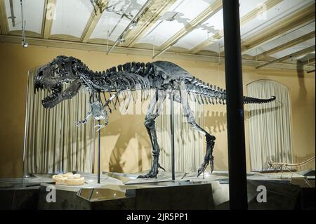 Berlin, Allemagne. 22nd août 2022. Le squelette du Tyrannosaurus rex Tristan Otto est de retour au Musée d'Histoire naturelle. De 23 août, le squelette de douze mètres de long et de quatre mètres de haut sera exposé dans l'exposition 'Dinosaurs! Age des lézards géants au Musée d'Histoire naturelle. Credit: Annette Riedl/dpa/Alay Live News Banque D'Images