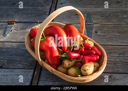 Une troug de légumes maison cueillis - pommes de terre Charlotte, Jalapeno piments et tomates San Marzano. Banque D'Images