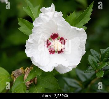 Hibiscus syriacus 'Red Heart' Banque D'Images