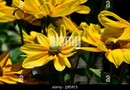 Un gros plan de Rudbeckia hirta 'yeux irlandais', Susan à l'œil noir. Banque D'Images