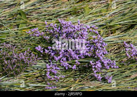 La lavande commune de mer aussi appelée Limonium vulgare ou Strandflieder Banque D'Images