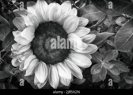 Tournesol en noir et blanc. Affiche en noir et blanc. Banque D'Images