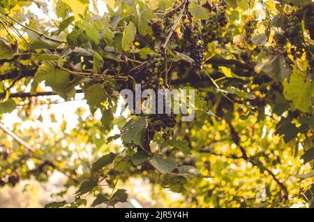 Vignobles au soleil pendant la récolte d'automne. Raisins mûrs en automne en Transylvanie. Banque D'Images