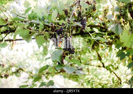 Vignobles au soleil pendant la récolte d'automne. Raisins mûrs en automne en Transylvanie. Banque D'Images