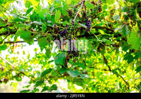 Vignobles au soleil pendant la récolte d'automne. Raisins mûrs en automne en Transylvanie. Banque D'Images