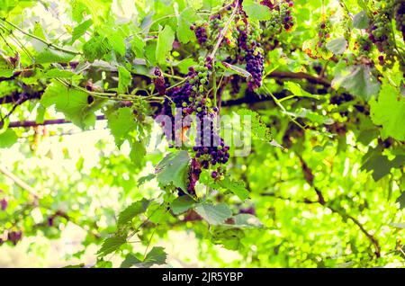 Vignobles au soleil pendant la récolte d'automne. Raisins mûrs en automne en Transylvanie. Banque D'Images