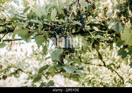 Vignobles au soleil pendant la récolte d'automne. Raisins mûrs en automne en Transylvanie. Banque D'Images