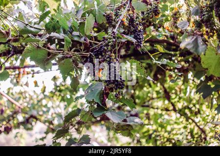 Vignobles au soleil pendant la récolte d'automne. Raisins mûrs en automne en Transylvanie. Banque D'Images