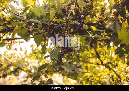 Vignobles au soleil pendant la récolte d'automne. Raisins mûrs en automne en Transylvanie. Banque D'Images