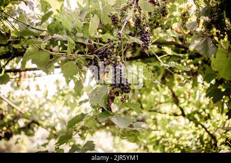 Vignobles au soleil pendant la récolte d'automne. Raisins mûrs en automne en Transylvanie. Banque D'Images