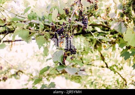 Vignobles au soleil pendant la récolte d'automne. Raisins mûrs en automne en Transylvanie. Banque D'Images