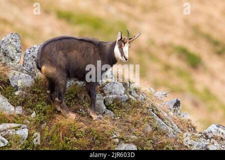 Tatra chamois regardant sur les montagnes en automne nature Banque D'Images