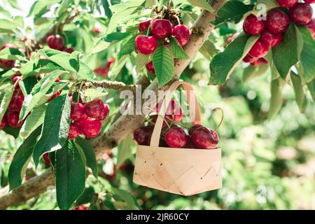 panier en osier rempli de cerises mûres sur fond de cerisiers avec baies de cerises Banque D'Images