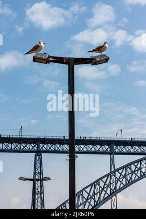 Mouettes sur le poste lampe près du pont Luiz 1 pont au-dessus du fleuve Douro Porto Portugal conçu par Theophile Seyrig, partenaire de Gustave Eiffel Banque D'Images