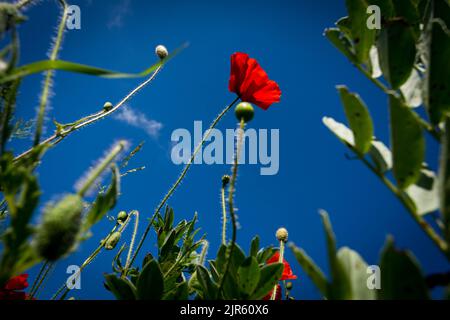 Un coquelicot rouge placé contre un ciel bleu sur les Yorkshire Wolds. Banque D'Images