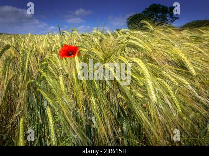 Lone Poppy dans un champ sur les Yorkshire Wolds. Banque D'Images