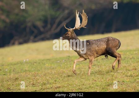 Cerfs-jachères marchant sur un terrain vert dans la nature automnale Banque D'Images