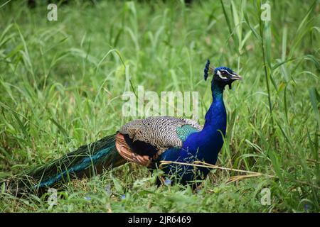 Paon indien debout sur l'herbe déposée dans le zoo de New Delhi, Inde. Banque D'Images