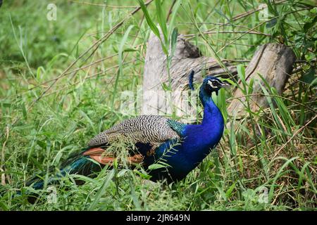 Paon indien debout sur l'herbe déposée dans le zoo de New Delhi, Inde. Banque D'Images