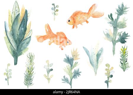 Ensemble de plantes d'aquarium aquarelle et de poissons rouges isolés sur fond blanc. Bande dessinée herbe sous-marine, herbe pour réservoir de poisson ou terrarium et animal mignon Banque D'Images