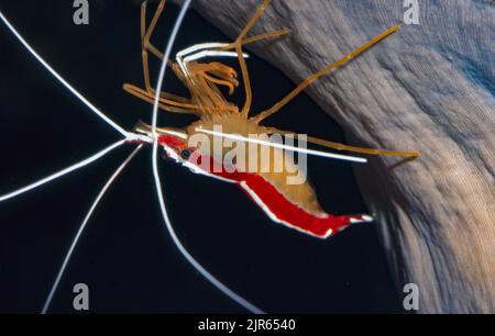 Crevettes plus propres du Pacifique (Lysmata amboinensis). Banque D'Images