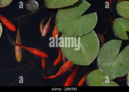 Les poissons rouges nagent parmi les feuilles de l'étang. Banque D'Images