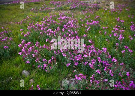 Citrouille naine colorée, Epilobium latifolium, Riverauty, plantes de la toundra, Islande, nature fleurs sauvages arctiques isolées, Europe Banque D'Images