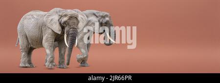 Isoler de deux éléphants de marche. Éléphants africains isolés sur un fond uniforme. Photo des éléphants en gros plan, vue latérale Banque D'Images