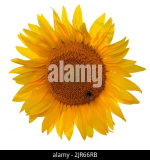 Un tournesol et un bourdon isolés sur fond blanc. Flat lay, vue de dessus Banque D'Images