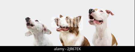Proffile trois chiens regardant loin dans une rangée. Isolé sur fond blanc ou gris Banque D'Images