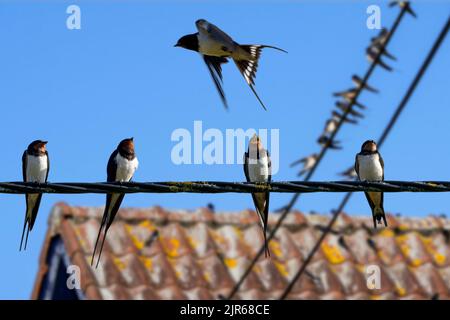 Barques (Hirundo rustica) se rassemblent dans un énorme troupeau, assis sur la ligne électrique / fil électrique avant de migrer Banque D'Images