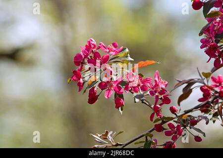 Beauté des fleurs de cerisier japonais en avril (Prunus cerasus) Banque D'Images