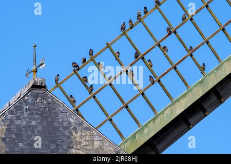 Les étoiles communes / étoiles européennes (Sturnus vulgaris) se rassemblent et perchent sur le cadre en treillis de bois de la voile du moulin à vent avant de migrer Banque D'Images