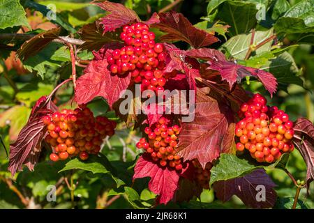 Rose Guelder (Viburnum opulus) gros plan de baies rouges / fruits et feuilles tournées montrant les couleurs d'automne en raison de la sécheresse prolongée / vague de chaleur en été Banque D'Images