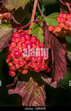 Rose Guelder (Viburnum opulus) gros plan de baies rouges / fruits et feuilles tournées montrant les couleurs d'automne en raison de la sécheresse prolongée / vague de chaleur en été Banque D'Images