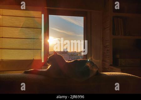 Portrait franc d'un chat couché sur un lit dans la chambre à coucher, avec une fenêtre ouverte et un beau coucher de soleil à l'extérieur, Saragosse, Espagne Banque D'Images